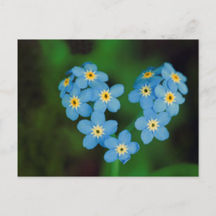 Herz gestapelte Vergessen-ich-nicht-Blume Postkarte