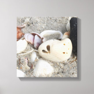 Herz in einer Muschel Leinwand drucken 12x12 gerah