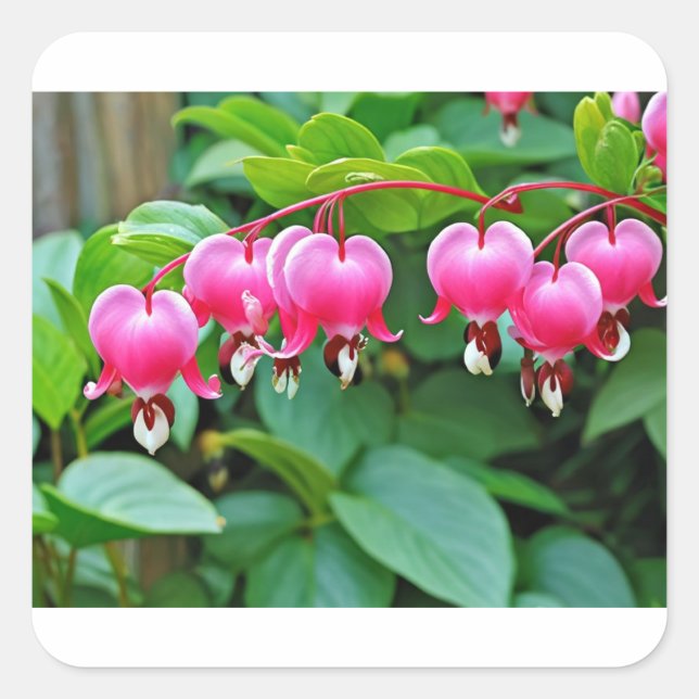 Herz-Liebe Quadratischer Aufkleber (Vorderseite)