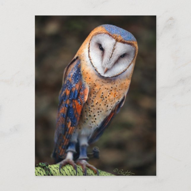 Herz-Shaped Face Barn Owl Postkarte (Vorderseite)
