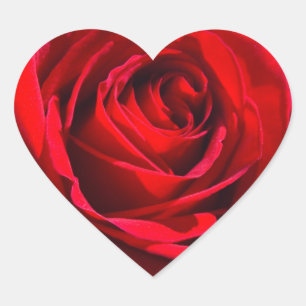 Herz-tiefrote Rose Herz-Aufkleber