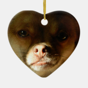 Herz-Verzierung mit einer Chihuahua-Spitzmischung Keramik Ornament