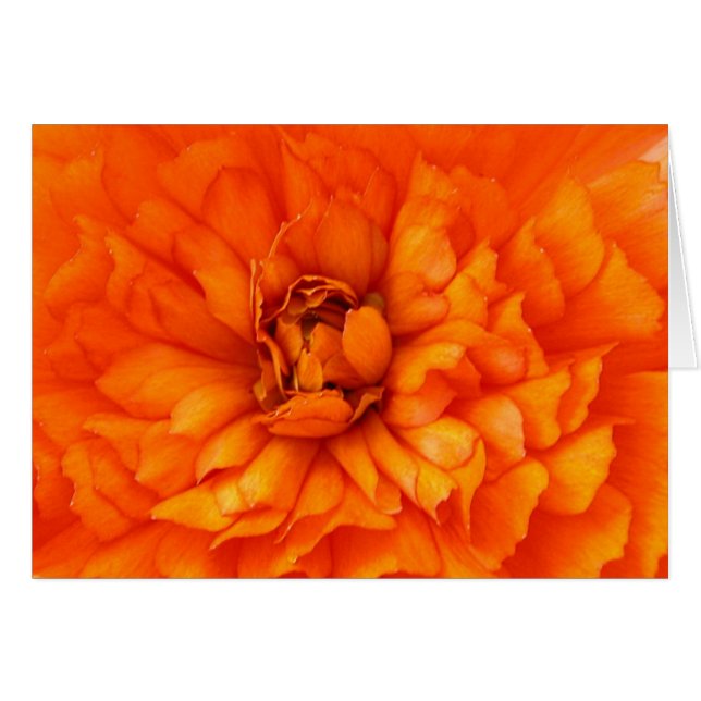 Herz von Ranunculus (Vorderseite (Horizontal))