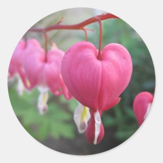 Herzblutungen (Dicentra) Runder Aufkleber