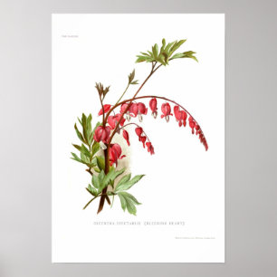 Herzblutungen (Dicentra spectablis) Poster