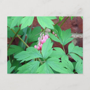 Herzblutungen Postkarte