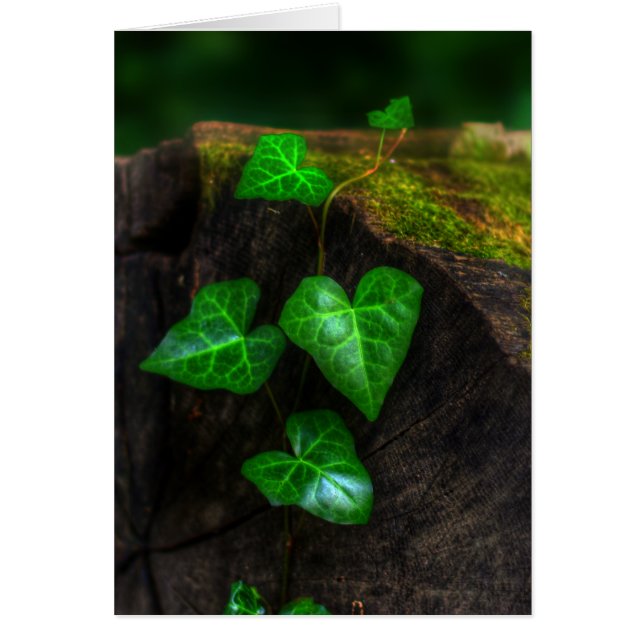 Herzen von Ivy (Vorne)