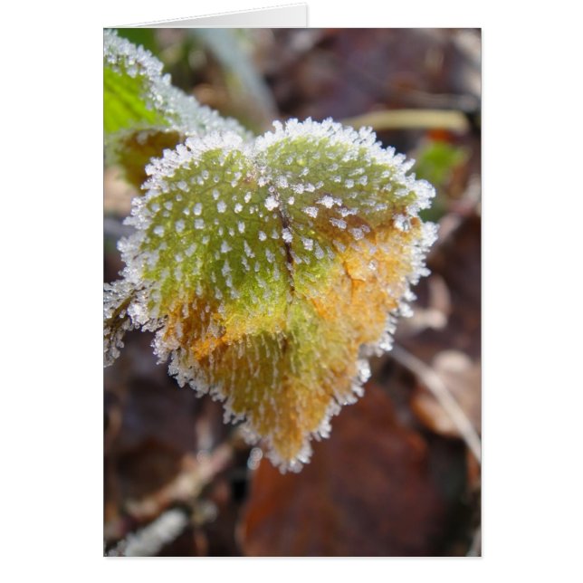 Herzförmiges Blatt mit Frost (Vorne)