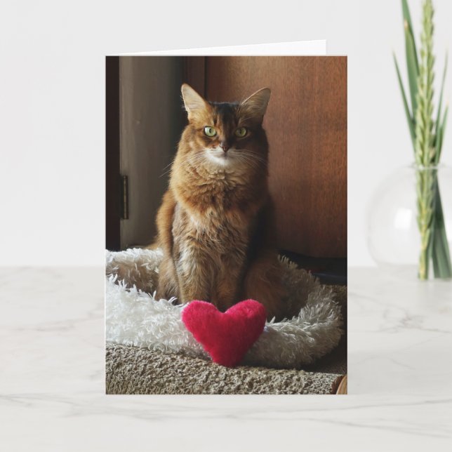 Herzkatze Somali Katze Valentinstag Karte (Vorderseite)