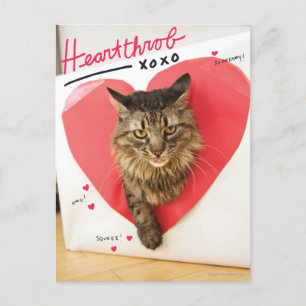 Herzklopfen-Katze Postkarte