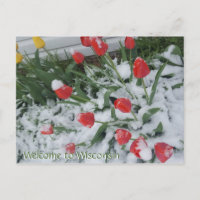 Herzlich willkommen in Wisconsin Tulips in Snow im