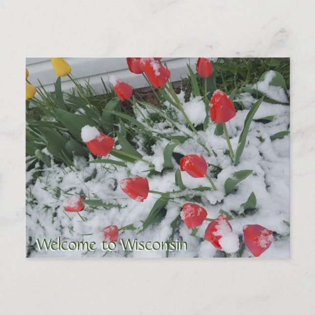 Herzlich willkommen in Wisconsin Tulips in Snow im Postkarte (Vorderseite)