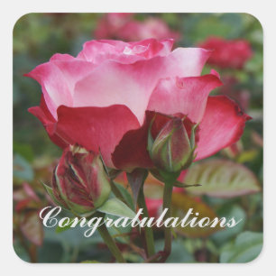 Herzlichen Glückwunsch Cherry Parfait Rose #1-2 Quadratischer Aufkleber