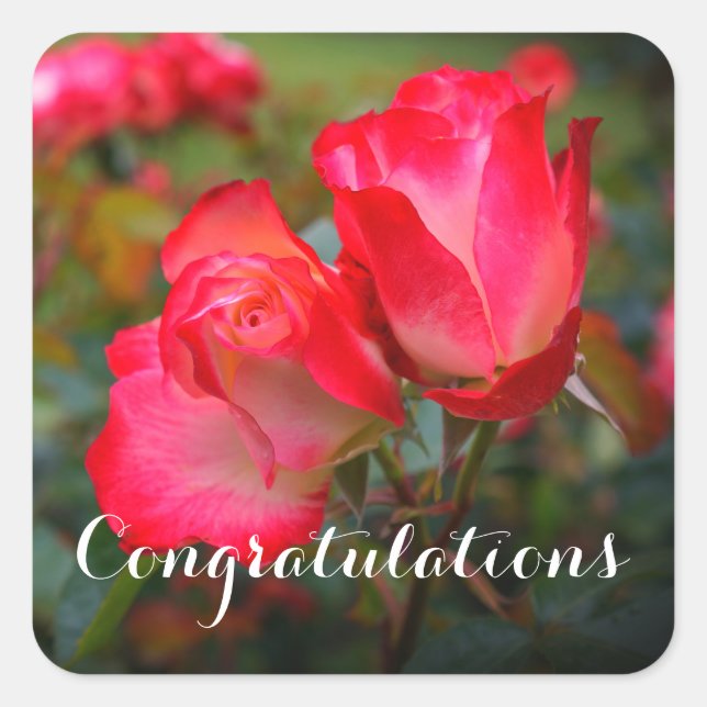 Herzlichen Glückwunsch Cherry Parfait Rose #4-3 St Quadratischer Aufkleber (Vorderseite)