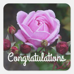 Herzlichen Glückwunsch Rose des Bischofs Schloss N Quadratischer Aufkleber