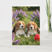Herzlichen Glückwunsch zu Ihren neuen Beagles | He