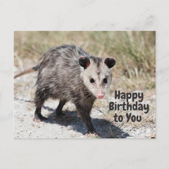 Herzlichen Glückwunsch zum Geburtstag für Sie Nied Postkarte (Vorderseite)