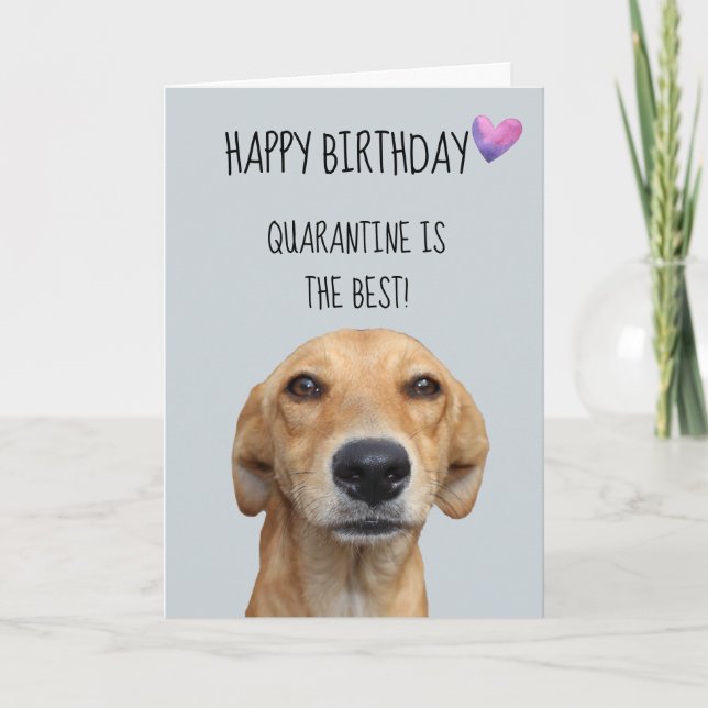 Herzlichen Glückwunsch zum Geburtstag von der Hund Karte (Vorderseite)