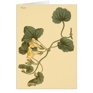 Herzlinke Snapdragon Botanische Illustration