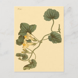 Herzlinke Snapdragon Botanische Illustration Postkarte