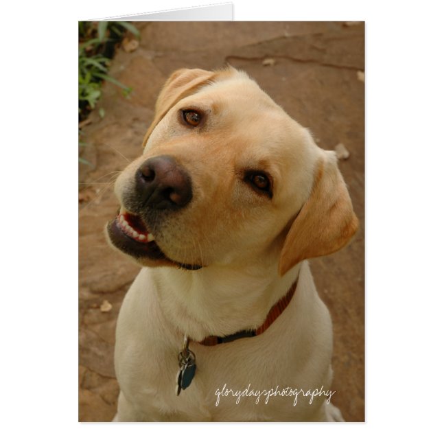 Herzog, Glorydaysphotographie (Vorne)