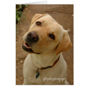 Herzog, glorydaysphotography