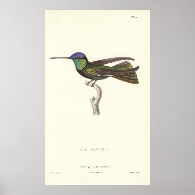 Herzog von Rivoli's Hummingbird aus der Antike Poster (Vorne)