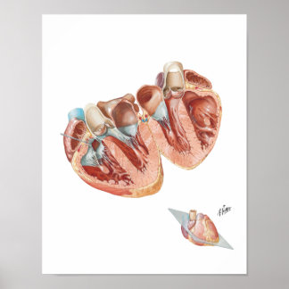 Herzquerschnitt durch Frank H. Netter, MD Poster