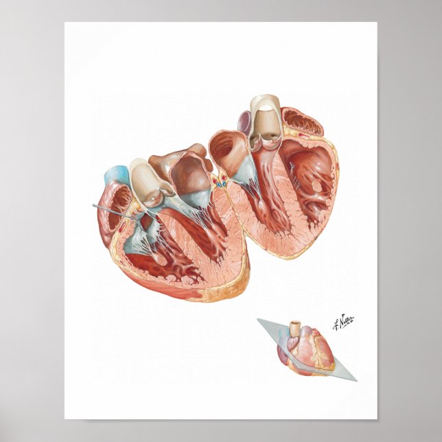 Herzquerschnitt durch Frank H. Netter, MD Poster (Vorne)