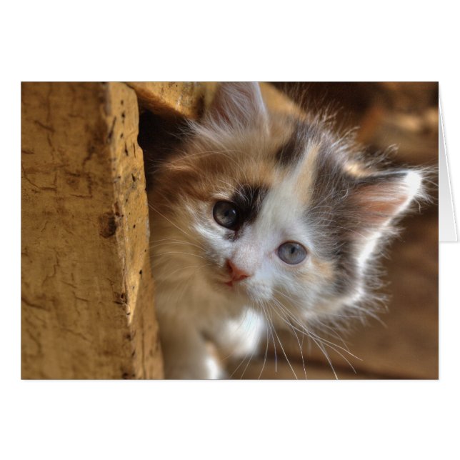 Heterochromia Calico Kitten (Vorderseite (Horizontal))