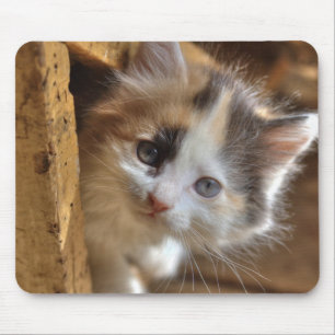 Heterochromia Calico Kitten Mousepad