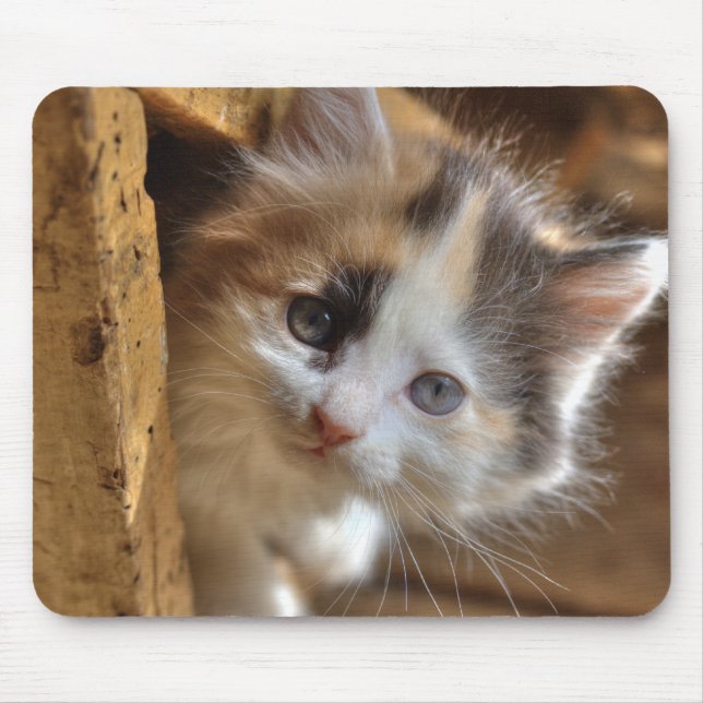 Heterochromia Calico Kitten Mousepad (Vorne)