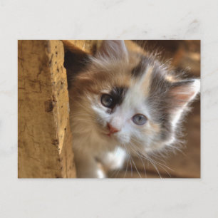 Heterochromia Calico Kitten Postkarte