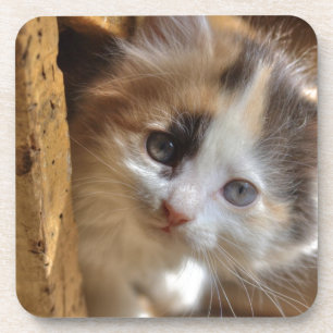 Heterochromie Calico Kitten Getränkeuntersetzer