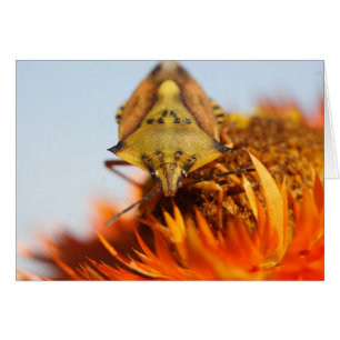 Heteroptera