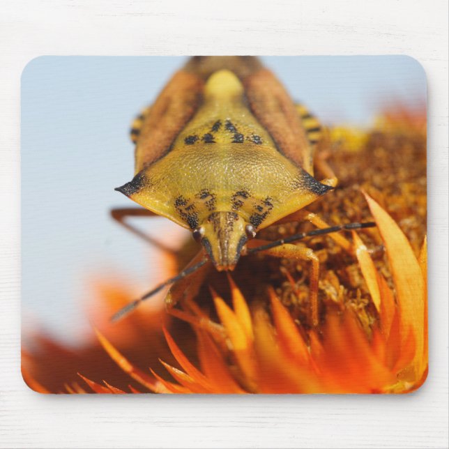 Heteroptera Mousepad (Vorne)