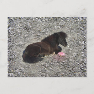 Hety Shetland Pony Mini Horse Animal Pets Postkarte