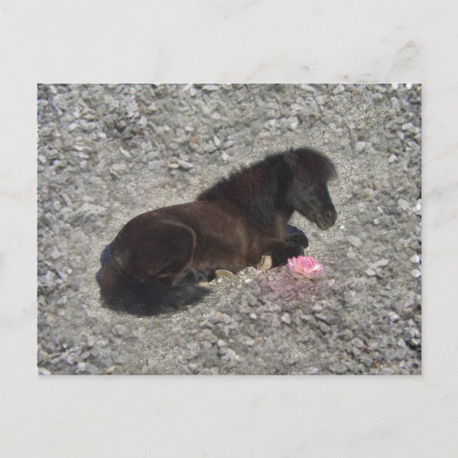 Hety Shetland Pony Mini Horse Animal Pets Postkarte (Vorderseite)