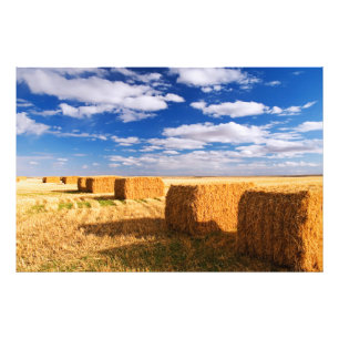 Heuballen auf einem Feld Fotodruck
