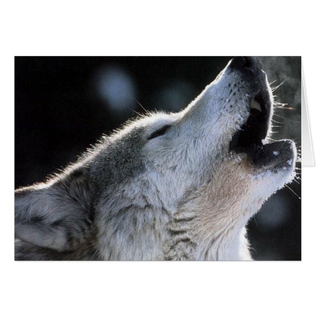 heulen (Vorderseite (Horizontal))