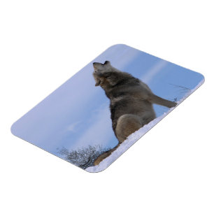 Heulenalaskischer Timberwolf Magnet