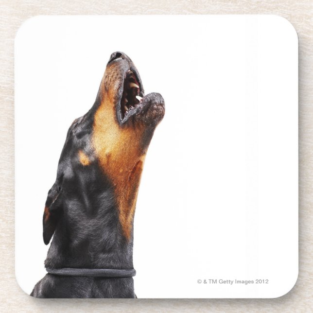 Heulender Dobermann Untersetzer (Vorderseite)
