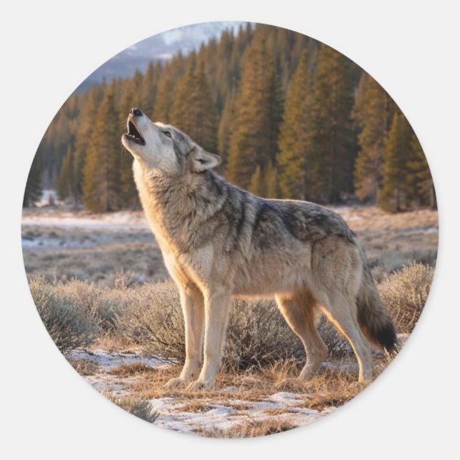 Heulender Grauwolf in wilder Szene Runder Aufkleber (Vorderseite)