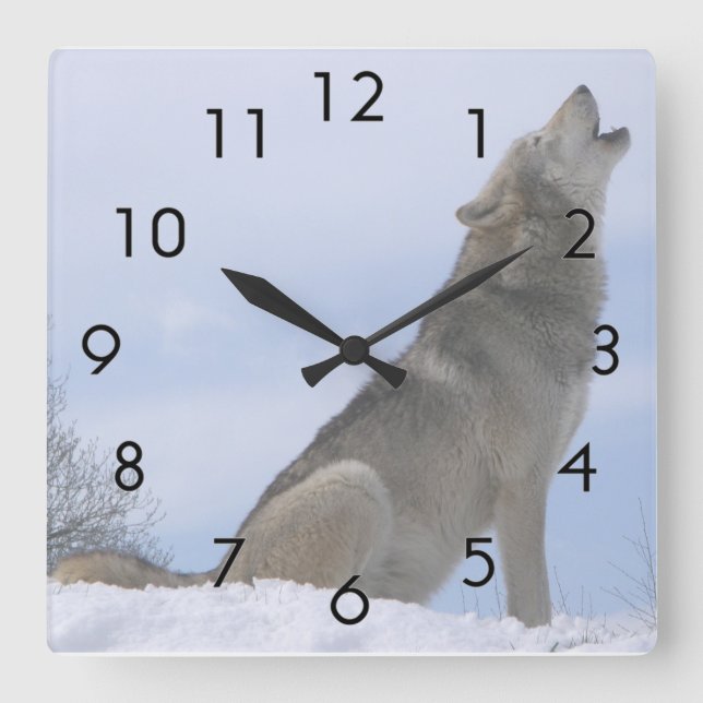 Heulender Winter-grauer Wolf Quadratische Wanduhr (Vorderseite)
