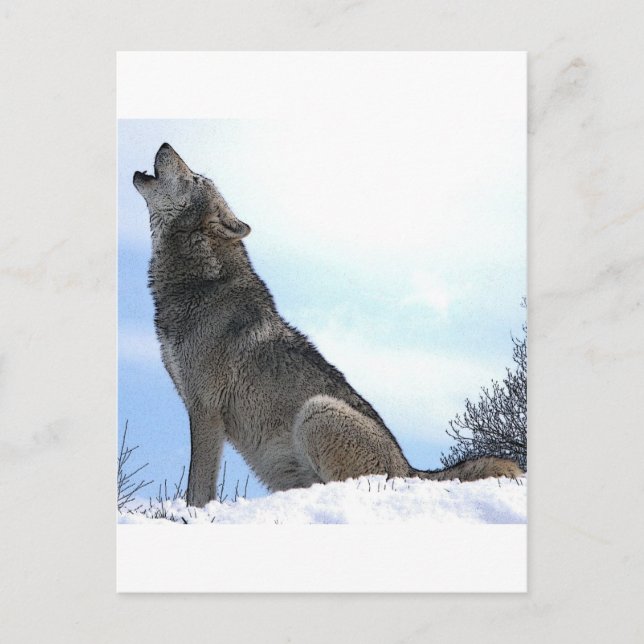 Heulender Wolf im Schnee Postkarte (Vorderseite)