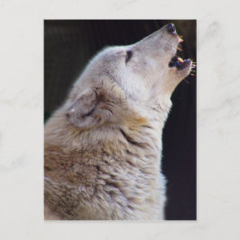 HEULENwolf-POSTKARTE Postkarte