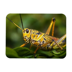 Heuschrecke, Everglades National Park, Florida, Magnet
