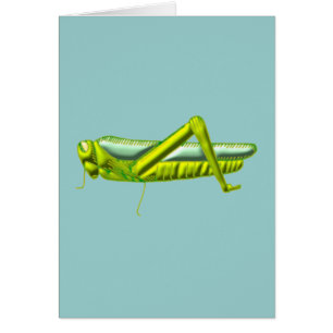 Heuschrecke grasshopper