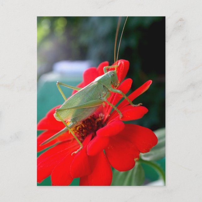 Heuschrecke Postkarte (Vorderseite)