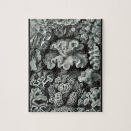 Hexacoralla 69 - Ernst Haeckel 8x10 Puzzle